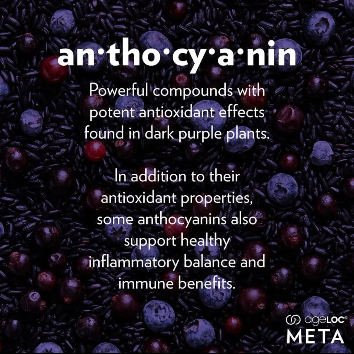 Text about anthocyanin with dark purple berries in the background